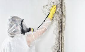 Best Mold Prevention Services  in Wmington, IL